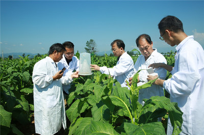 河南省靈寶市朱陽鎮踐行綠色發展理念，助推農業提質增效