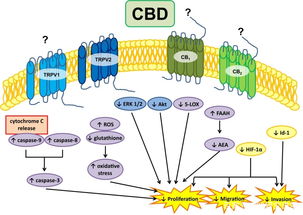 農(nóng)業(yè)科研視角下CBD油抗癌潛力的最新研究進展