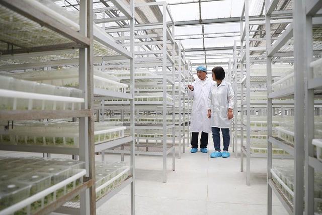 小土豆，大突破 馬鈴薯種業(yè)高質(zhì)量發(fā)展觀察